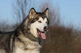 ALASKAN MALAMUTE 824